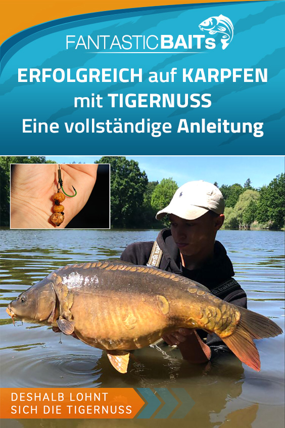 Wie man mit Tigernüsse auf Karpfen fischt: vollständige Anleitung - Wie man mit Tigernüsse auf Karpfen fischt: vollständige Anleitung