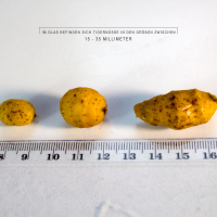 XXL TIGERNÜSSE mit Frucht-Geschmack / FLAVOUR – Hakenköder 15-35mm für KARPFEN