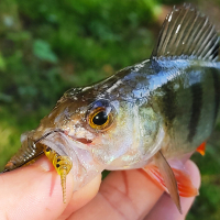 Kunstköder Rib-Worm Pink Lady Tintenfisch
