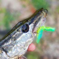 Kunstköder Larve Top Köder Aroma Barsch Forelle Trout Köder Angeln Gummiköder White UV Knoblauch