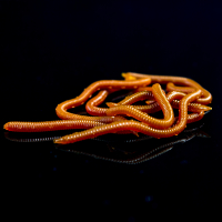Künstliche Regenwürmer Angelwurm Aroma Rotwurm Kunstköder Angel Köder Mistwurm Earthworm/Regenwurm 8-9cm