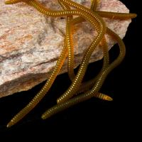 Künstliche Regenwürmer Angelwurm Aroma Rotwurm Kunstköder Angel Köder Mistwurm Shrimp 8-9cm