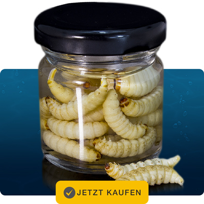 XXL Bienenmaden Köder